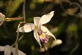 Phalaenopsis   056